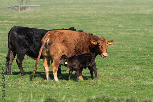 Billede på lærred Calf suckling a Cow