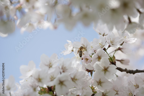 Biene bestäubt Kirschbaumblüten
