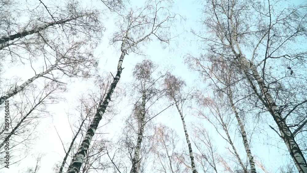 Trees silhouettes in the bottom view. Trees Against The Sky Trees silhouettes in the bottom view. Trees Against The Sky