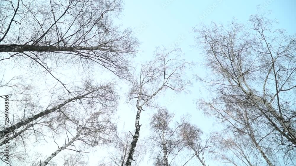 Trees silhouettes in the bottom view. Trees Against The Sky Trees silhouettes in the bottom view. Trees Against The Sky