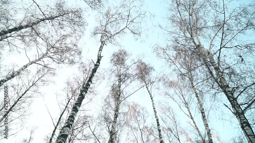 Wallpaper Mural Trees silhouettes in the bottom view. Trees Against The Sky Torontodigital.ca