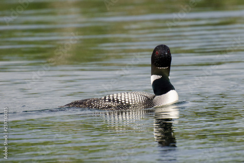 Common Loon on Child's Lake in Duck Mountain Provincial Park, Manitoba photo