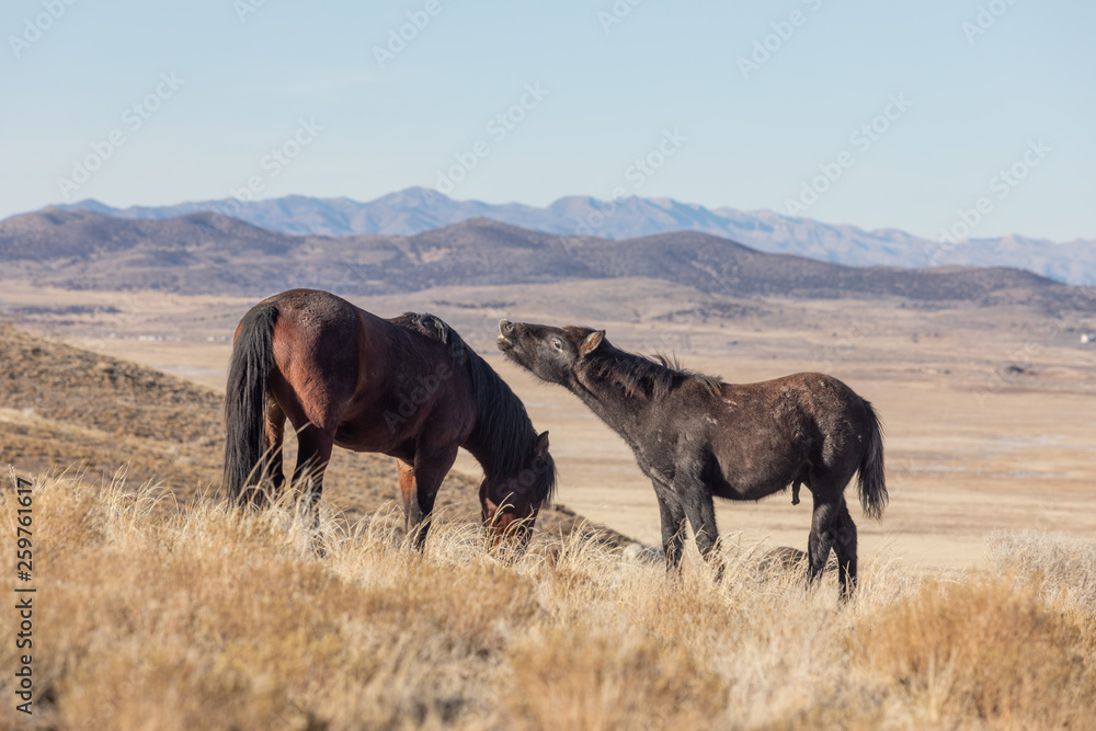 Wild Horses in Utah in Winter Wild Horses in Utah in Winter