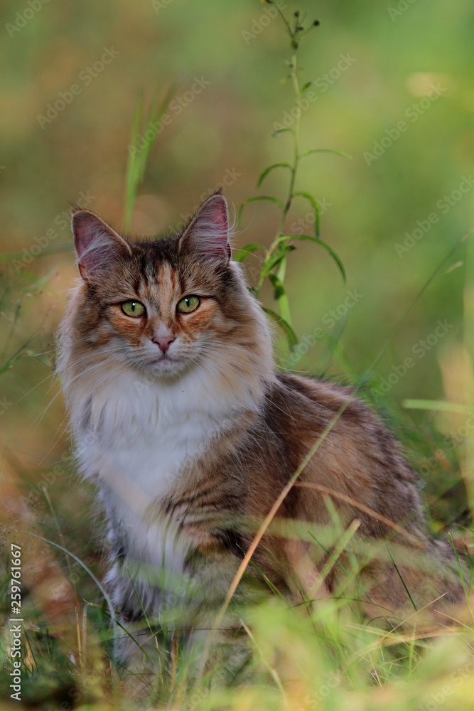 Norwegian forest cat lurking in high hay in summer time
