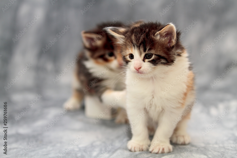 Sweet some weeks old norwegian forest cat kitten in studio. Her sibling on the background is playing with her tail Sweet some weeks old norwegian forest cat kitten in studio. Her sibling on the background is playing with her tail