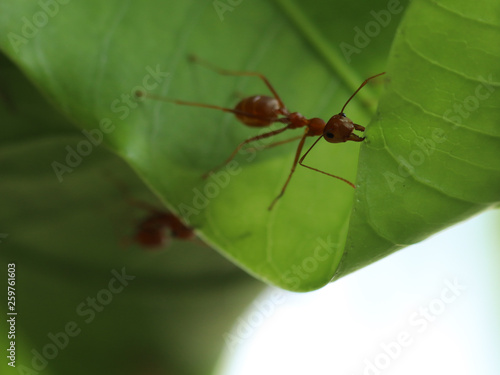 Red Ants are Building Nest. 