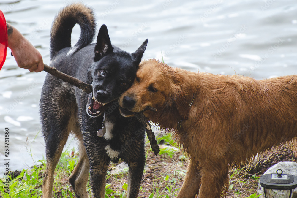 Naklejka premium Two dogs playing at the lake