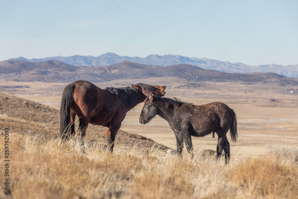 Obraz premium Wild Horses in Utah in Winter