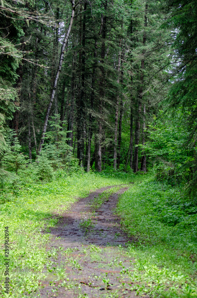 Obraz premium Lush green landscape in Duck Mountaiin Provincial Park