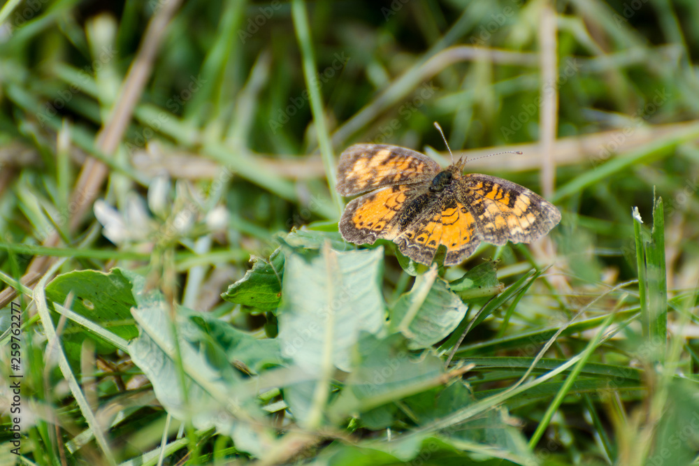 butterfly on a flower butterfly on a flower