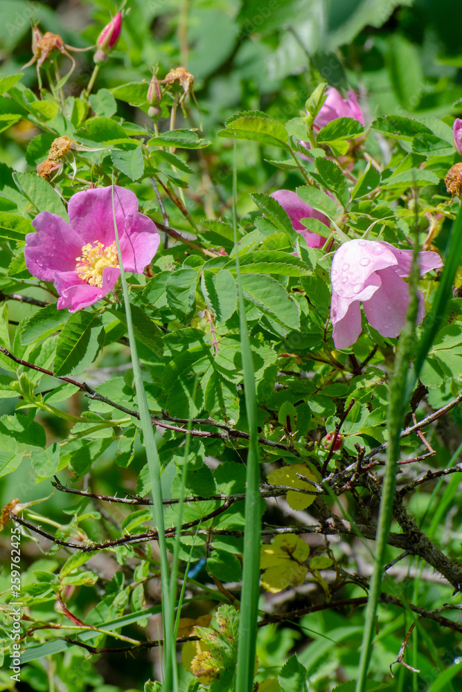 Wild rose growing in Duck Mountain Provincial Park