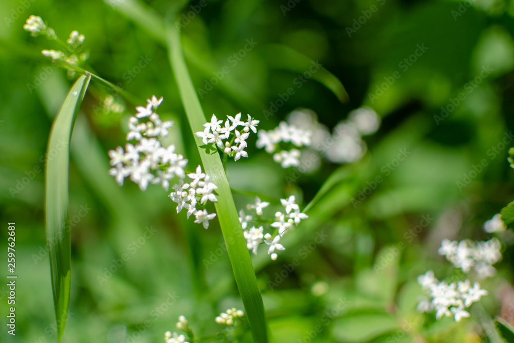 forget me not flowers