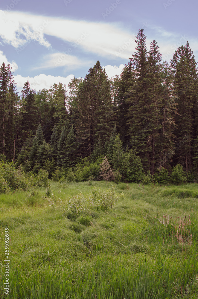 Lush green landscape in Duck Mountaiin Provincial Park Lush green landscape in Duck Mountaiin Provincial Park