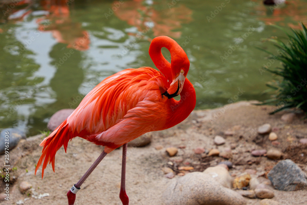 Fototapeta premium flamingo