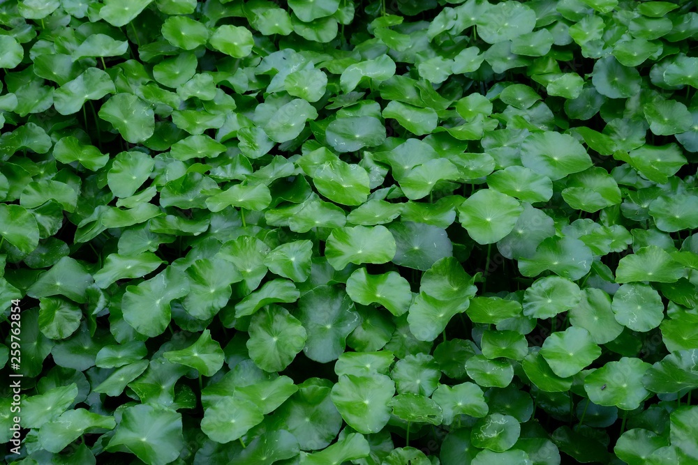 Many water pennywort plant growing in a swamp with green nature background for a foliage backdrop Many water pennywort plant growing in a swamp with green nature background for a foliage backdrop