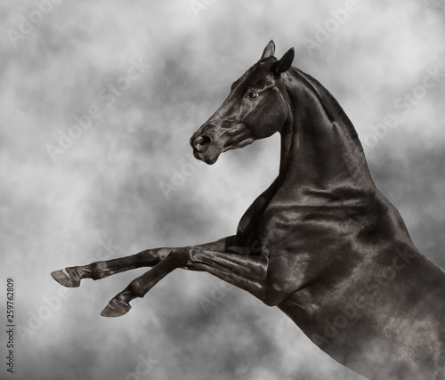 Beautiful black horse rearing in light smoke  portrait closeup