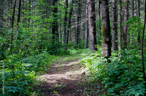 Path in a lush Manitoba forest