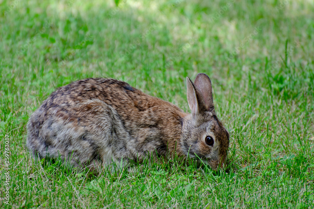 Obraz premium Rabbit foraging in grass