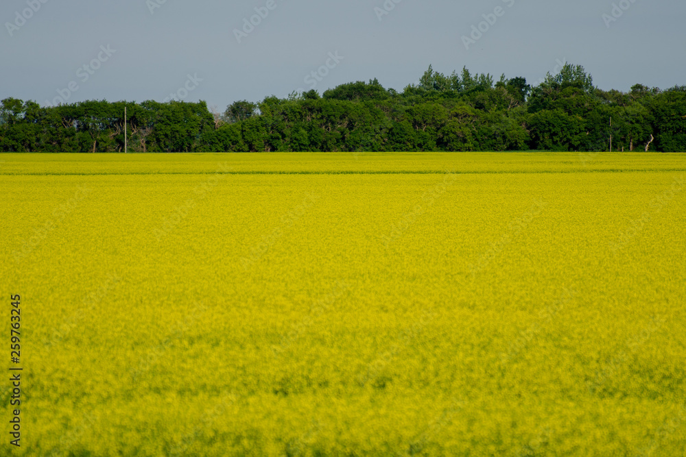 bright yellow canola field in Manitoba summer bright yellow canola field in Manitoba summer