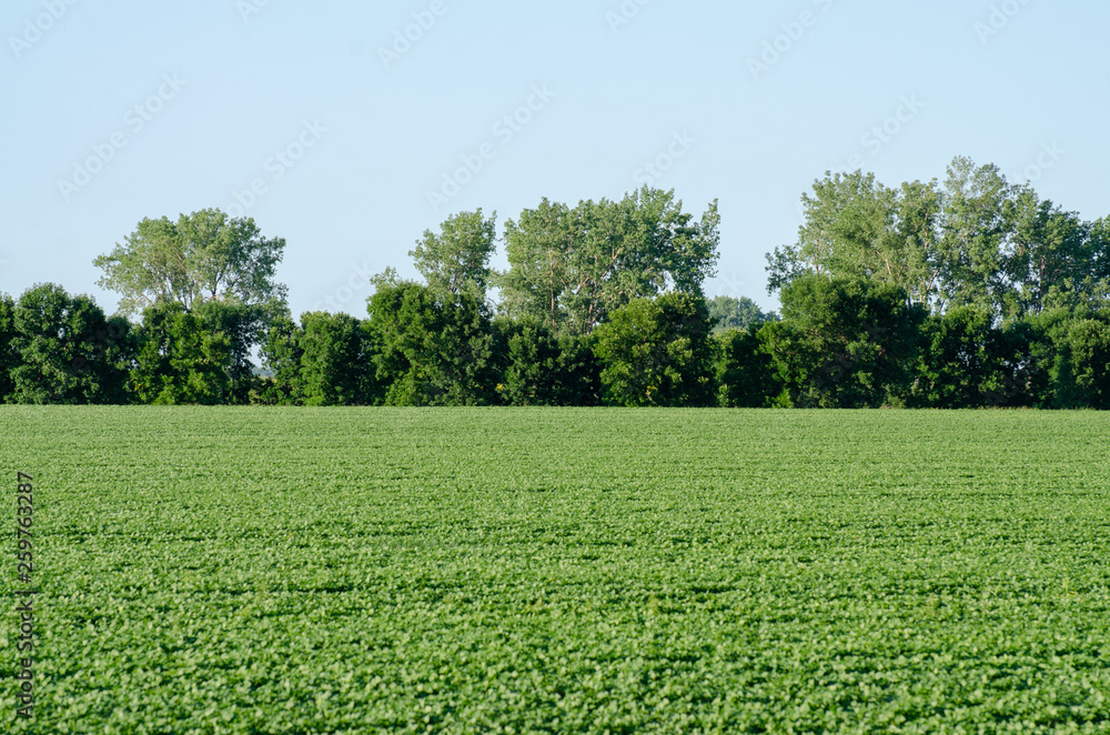 Agricultural filed in Manitoba