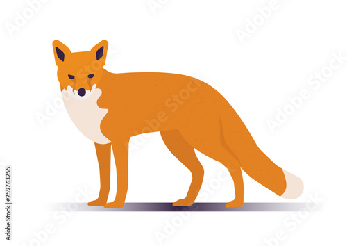 Isolated fox. Orange color. Flat style vector illustration.