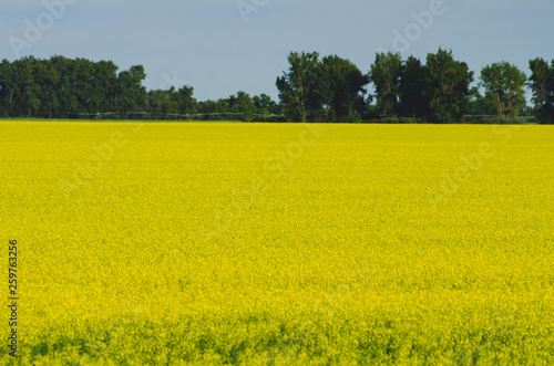 bright yellow canola field in Manitoba summer