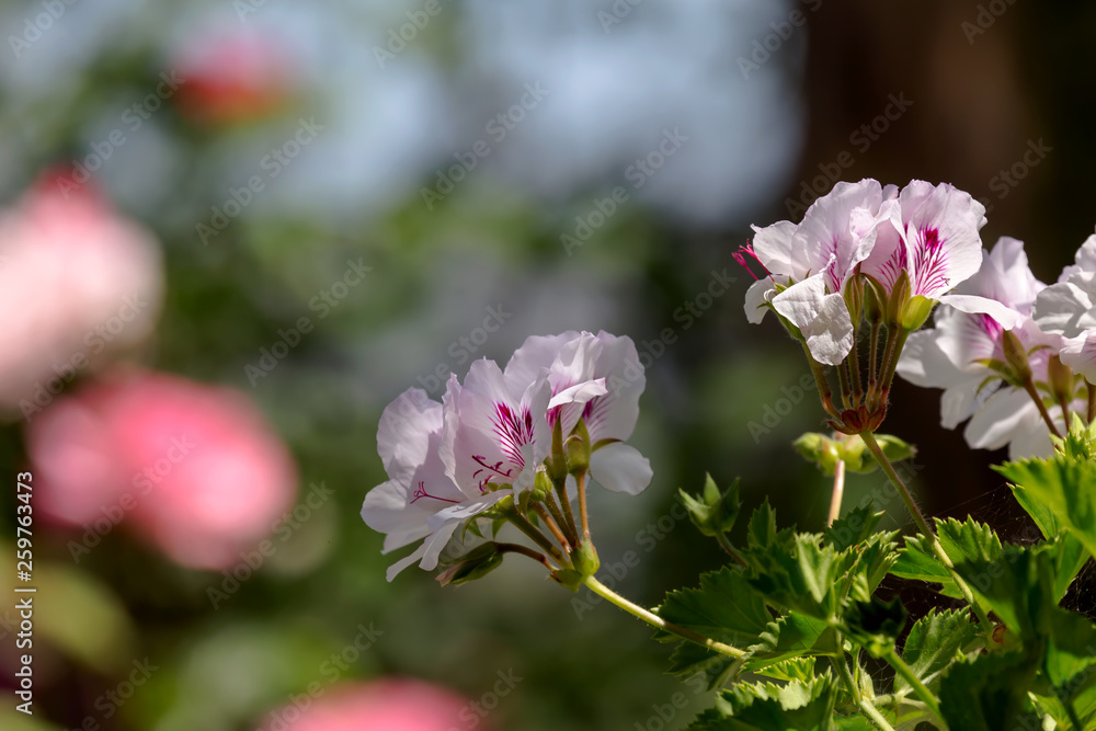 The pelargonium flower close-up The pelargonium flower close-up