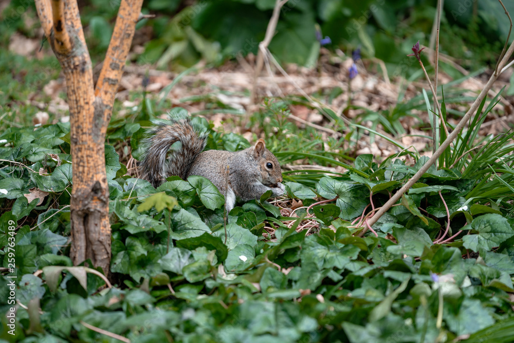 squirrel on a grass