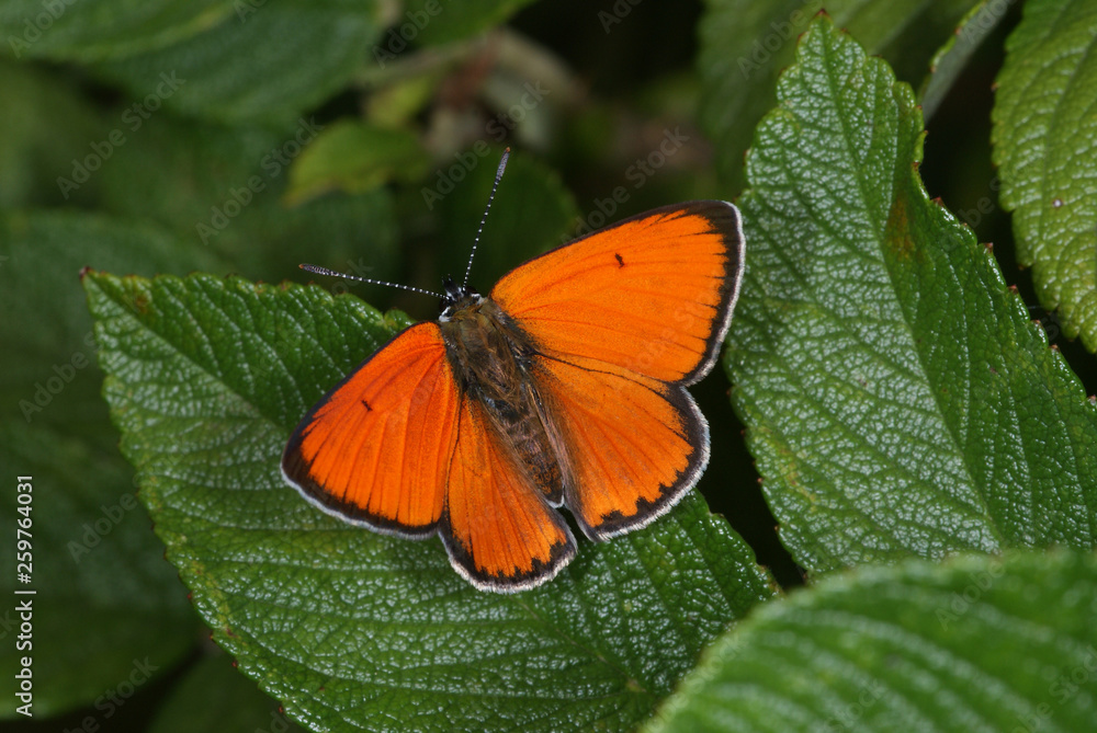 Lycaena dispar (HAWORTH, 1802) Großer Feuerfalter DE, RLP, Maringer Wies, Mosel 24.07.2013 Lycaena dispar (HAWORTH, 1802) Großer Feuerfalter DE, RLP, Maringer Wies, Mosel 24.07.2013