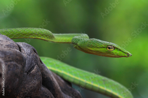 Close-up of a smooth green snake (Opheodrys vernalis), Indonesia  photo