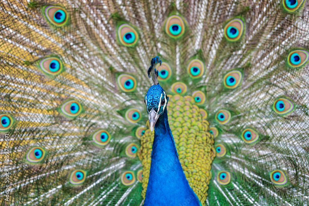 Obraz premium Beautiful blue peacock in a public park in Madrid