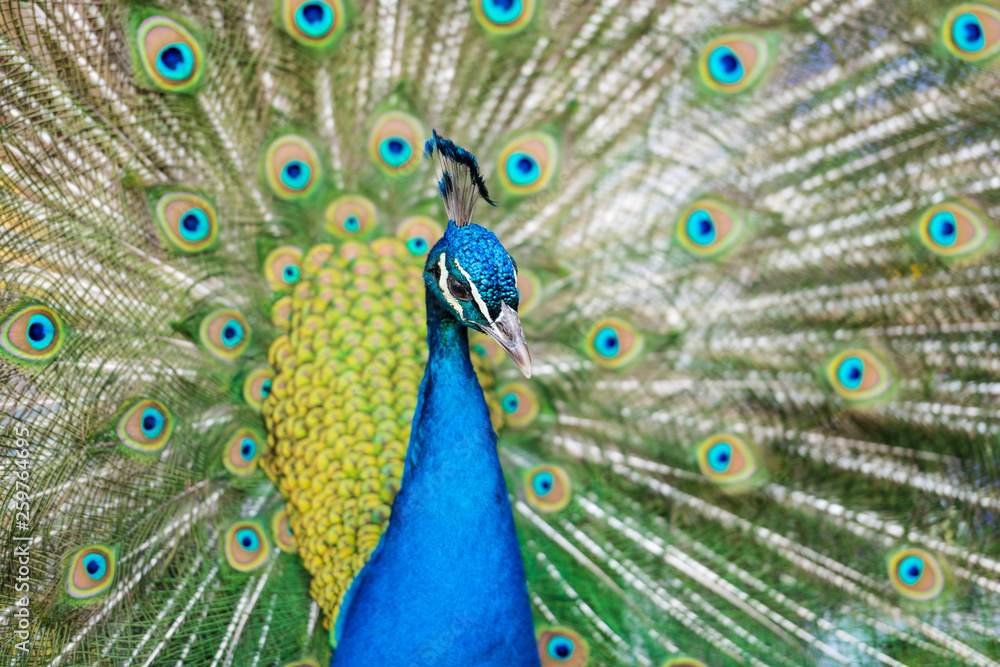 Obraz premium Beautiful blue peacock in a public park in Madrid