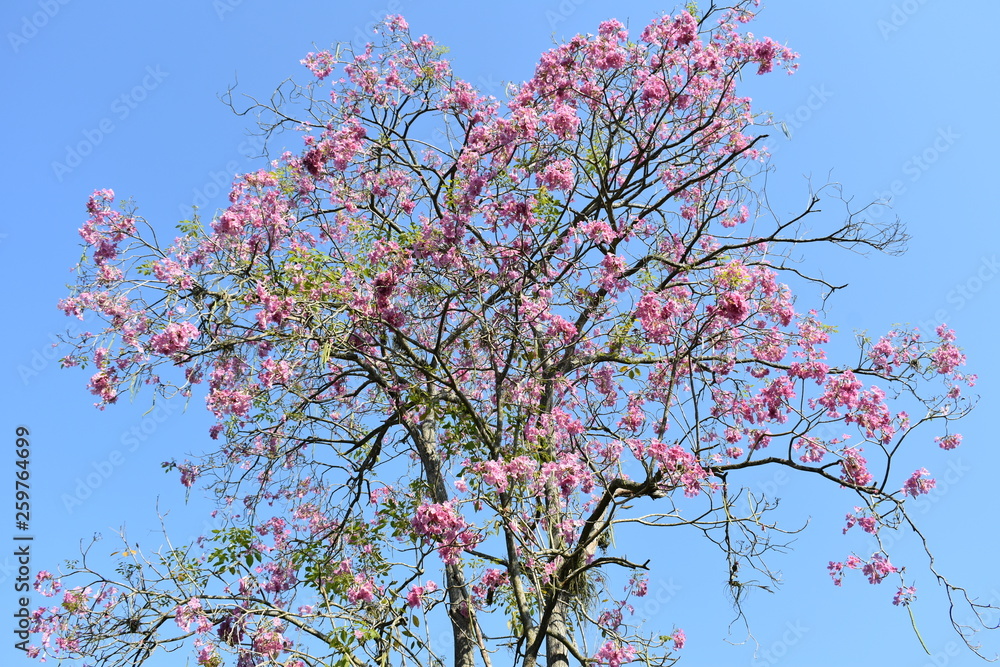 Tree, arbol, primavera,flores,flower,sky,cielonature,naturleza Tree, arbol, primavera,flores,flower,sky,cielonature,naturleza