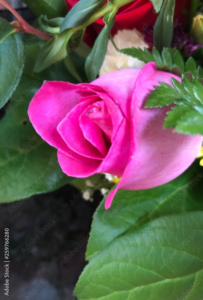 Pink Rose Flower Bud