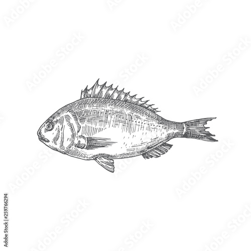 Dorado Hand Drawn Vector Illustration. Abstract Fish Sketch. Engraving Style Drawing.