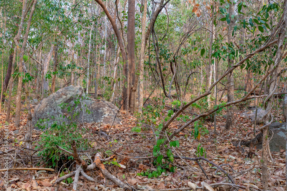 Very dry forest near Chayaphum, Thailand, during the dry season, featuring brown colors Very dry forest near Chayaphum, Thailand, during the dry season, featuring brown colors