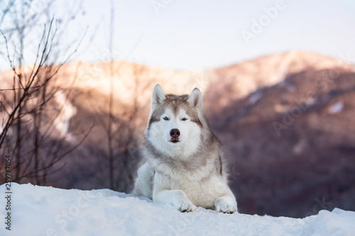 Portrait of beautiful Siberian Husky dog lying is on the snow in winter forest at sunset on bright mountain background.