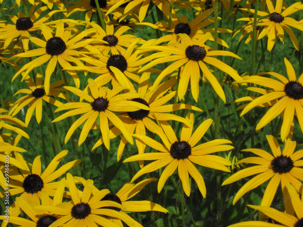 Rudbekia flowers field, blossoming, summer time, floral background