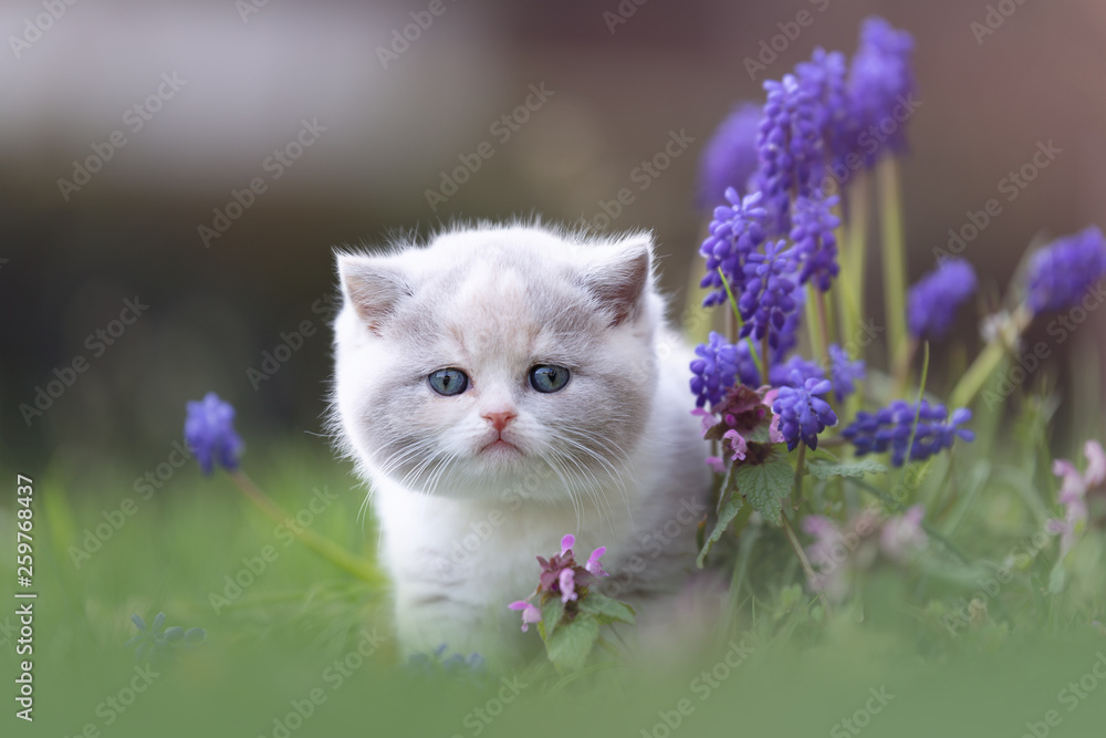 Edel - sehr hübsches Katzenkind im Frühling