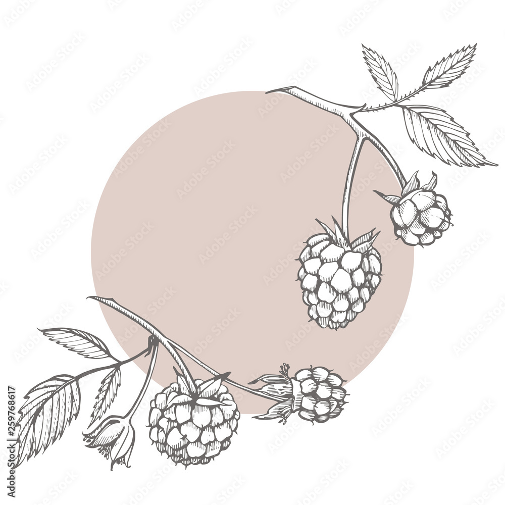 Hand drawn raspberry set isolated on white background. Retro sketch style graphic illustration. Hand drawn raspberry set isolated on white background. Retro sketch style graphic illustration.