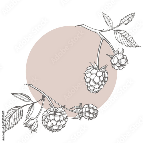 Hand drawn raspberry set isolated on white background. Retro sketch style graphic illustration.