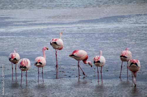 Group of flamingos in a colorful laguna in the uyuni desert in Bolivia