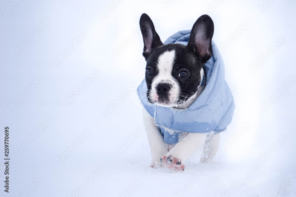 Small french bulldog is running in the snow