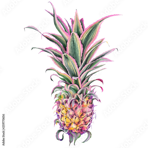 Slika na platnu Decorative pink pineapple, Ananas Bracteatus bromeliad plant, Ornamental variegated pineapple