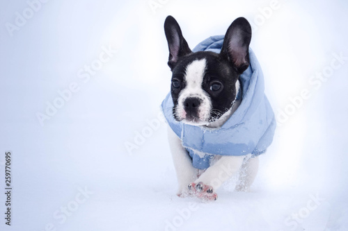 Small french bulldog is running in the snow © doda