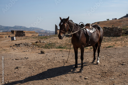 Horse standing in the mountains
