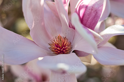 Blossom in spring