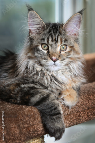 Beautiful kitty. Young kitten breed Maine Coon against the window.