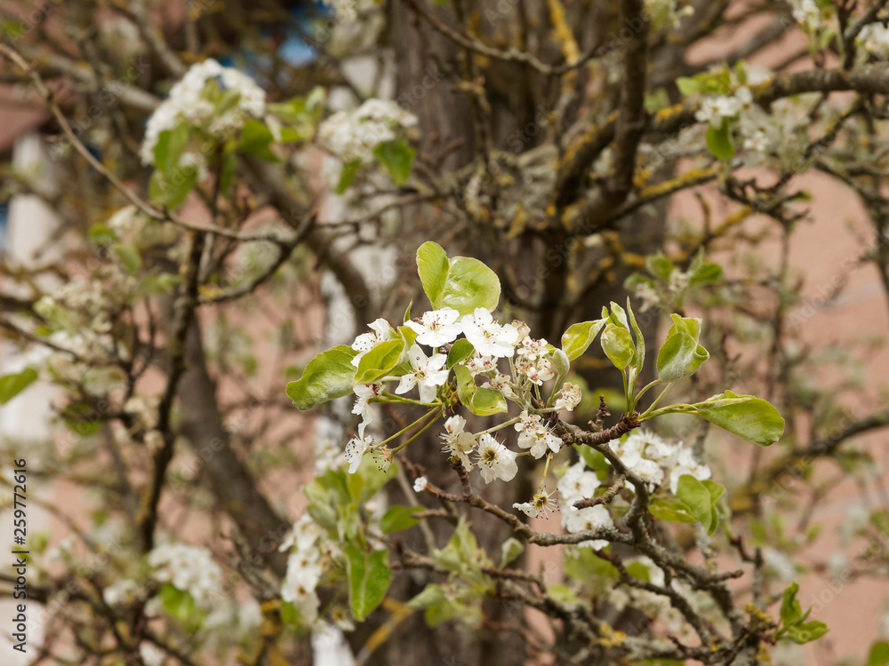 Pyrus calleryana Poirier de Chine ou poirier d'ornement à fleurs — free download