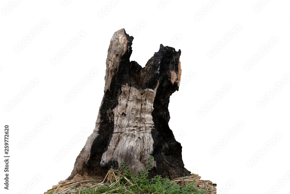 Stump dead tree in the white background